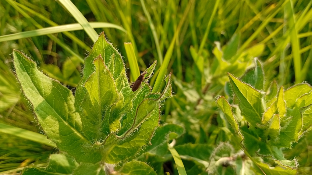Lixus tibialis