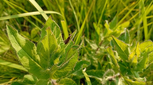 Lixus tibialis
