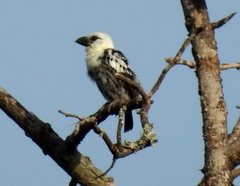 Lybius leucocephalus