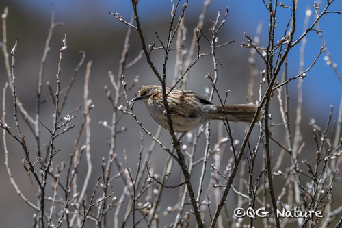 Chinese Babax (Pterorhinus lanceolatus), photo 9