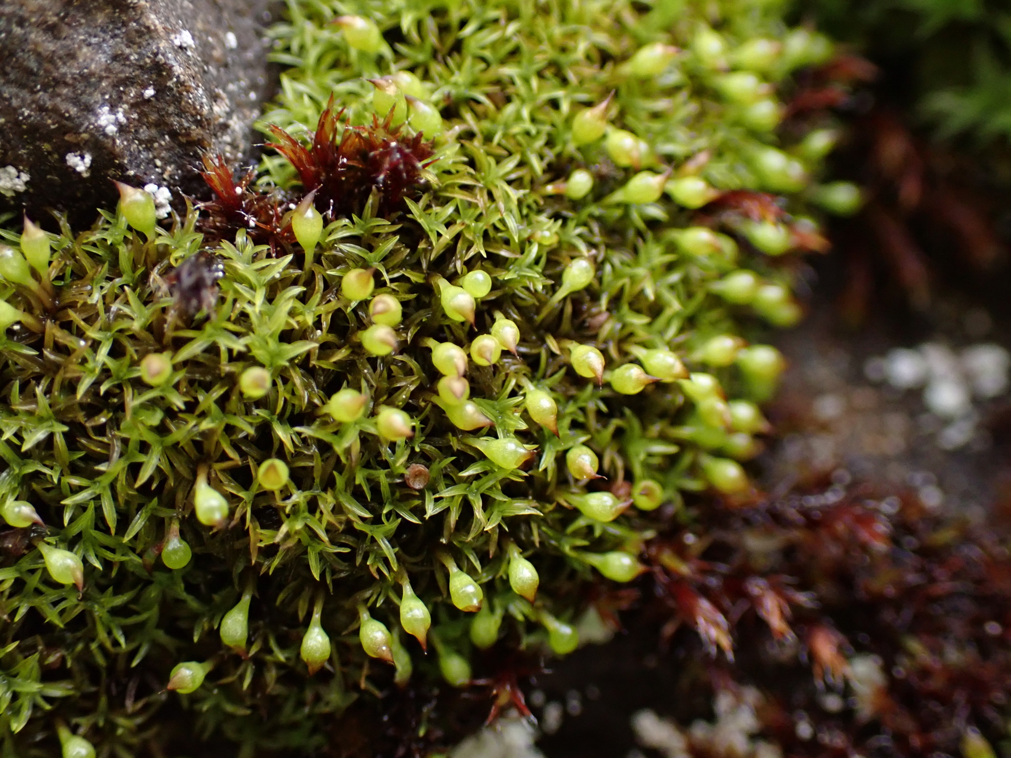 Amphidium lapponicum