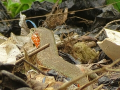 Trachylepis perrotetii