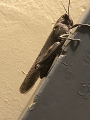 Anacridium aegyptium