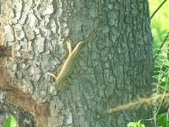 Trachylepis perrotetii
