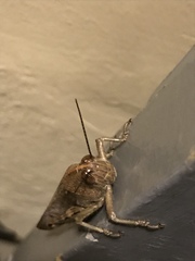 Anacridium aegyptium