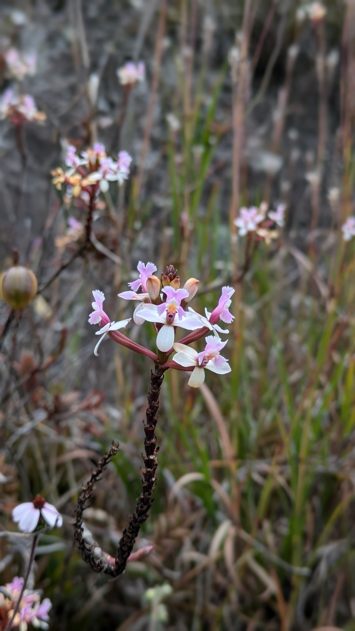 Epidendrum rauhii Hágsater