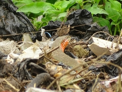 Trachylepis perrotetii