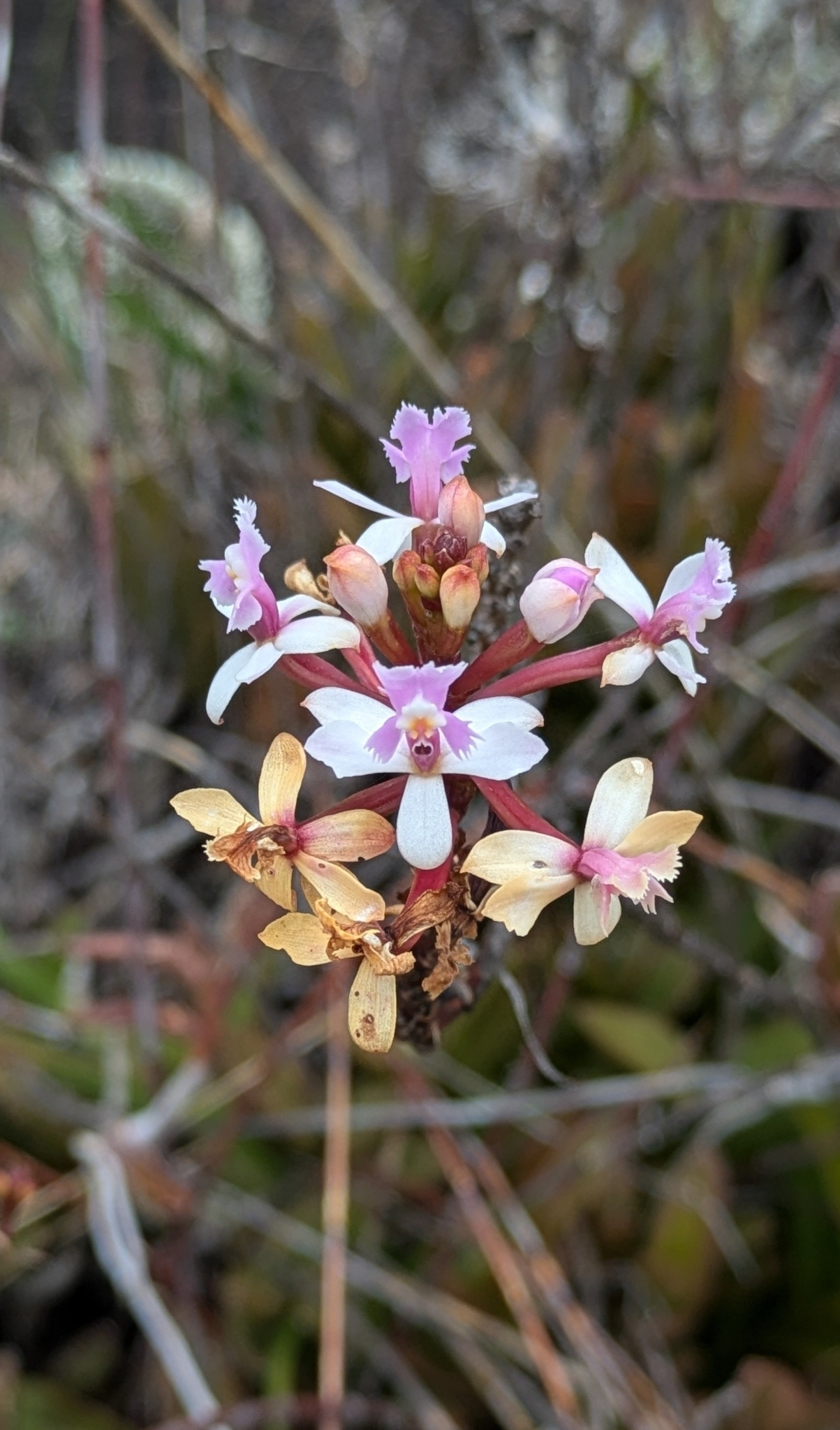 Epidendrum rauhii Hágsater 2