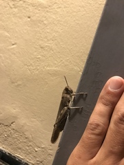 Anacridium aegyptium