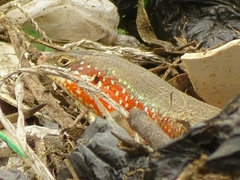 Trachylepis perrotetii