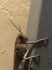 Anacridium aegyptium