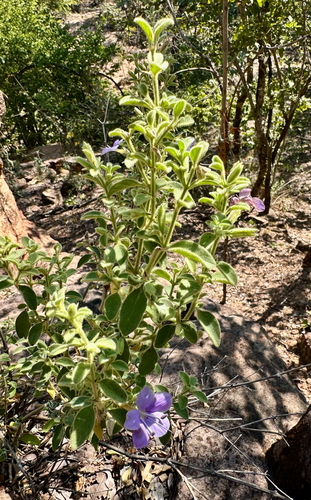 Barleria spinulosa
