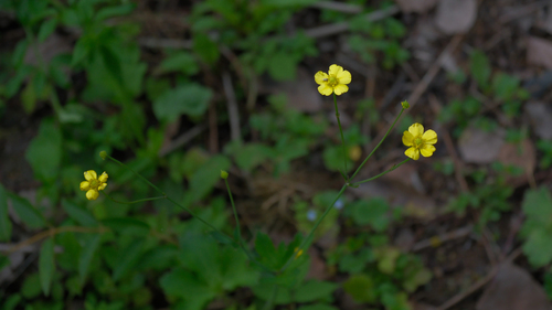 Ranunculus japonicus