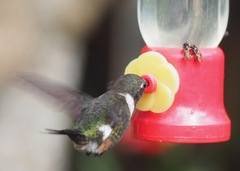 Philodice mitchellii