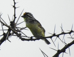 Pogoniulus chrysoconus