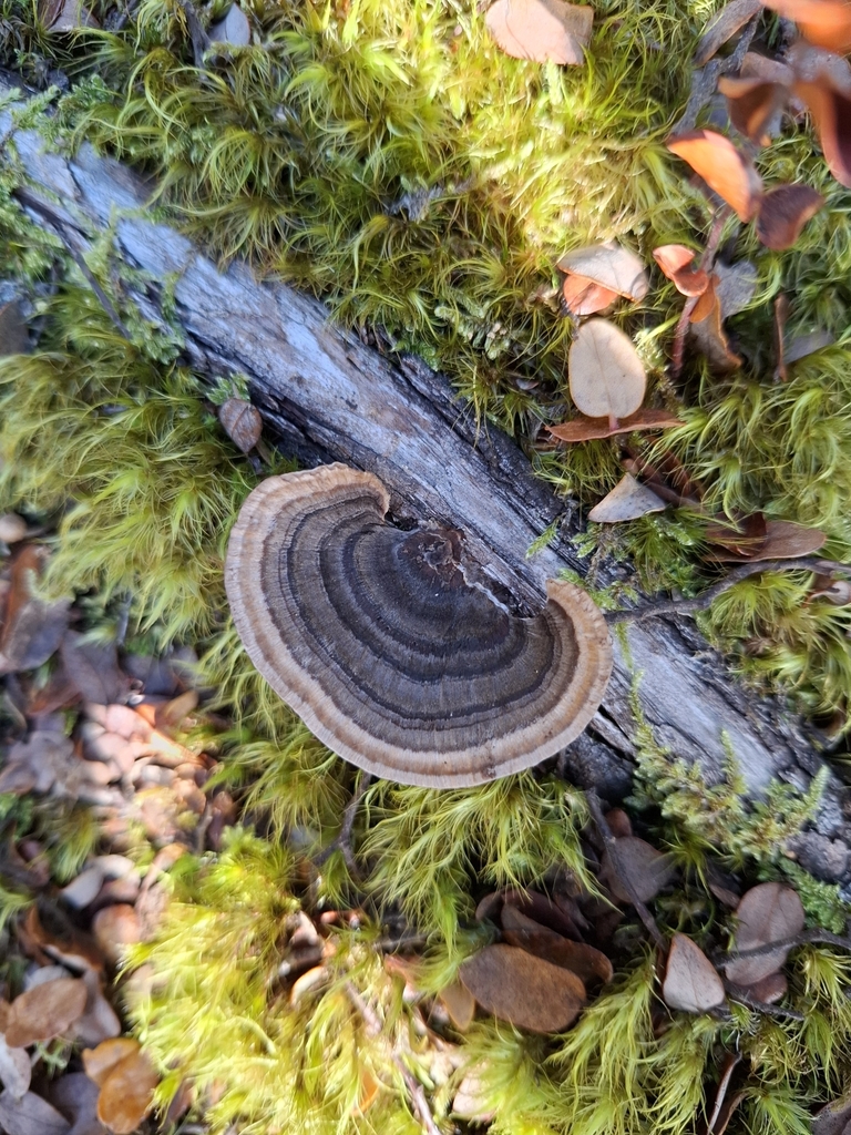 Trametes versicolor · June 2025 · photo: © armillariabianca (iNaturalist, cc0)