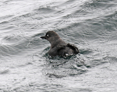 Cassin's Auklet photo 3