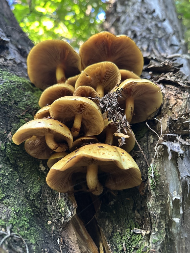 Pholiota glutinosa · June 2025 · photo: © marmalade101 (iNaturalist, cc0)