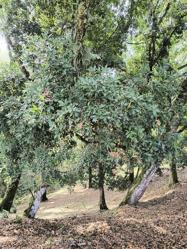 Quercus lancifolia