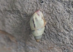 Drymaeus aequatorianus