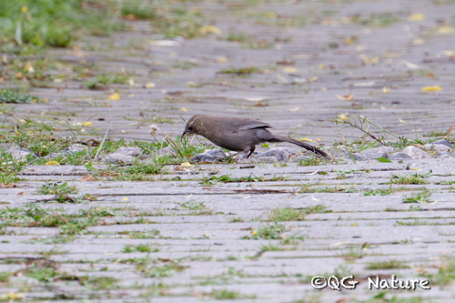 Plain Laughingthrush (Pterorhinus davidi), photo 6