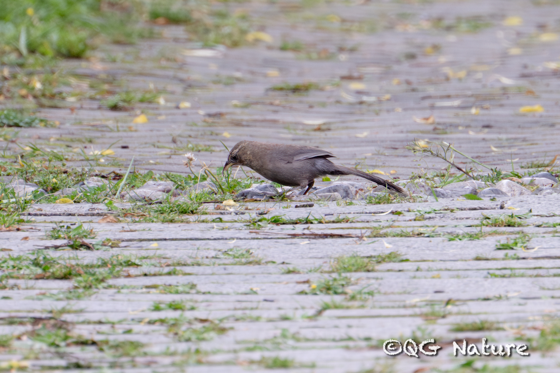 Plain Laughingthrush