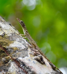 Anolis argenteolus