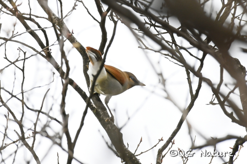 Buffy Laughingthrush (Pterorhinus berthemyi), photo 3