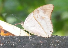 Archaeoprepona amphimachus