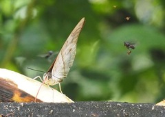 Archaeoprepona amphimachus