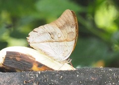 Archaeoprepona amphimachus
