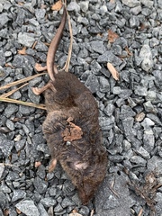 Sorex arcticus