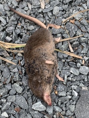 Sorex arcticus