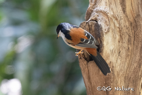 Rufous-backed Sibia (Leioptila annectens), photo 8