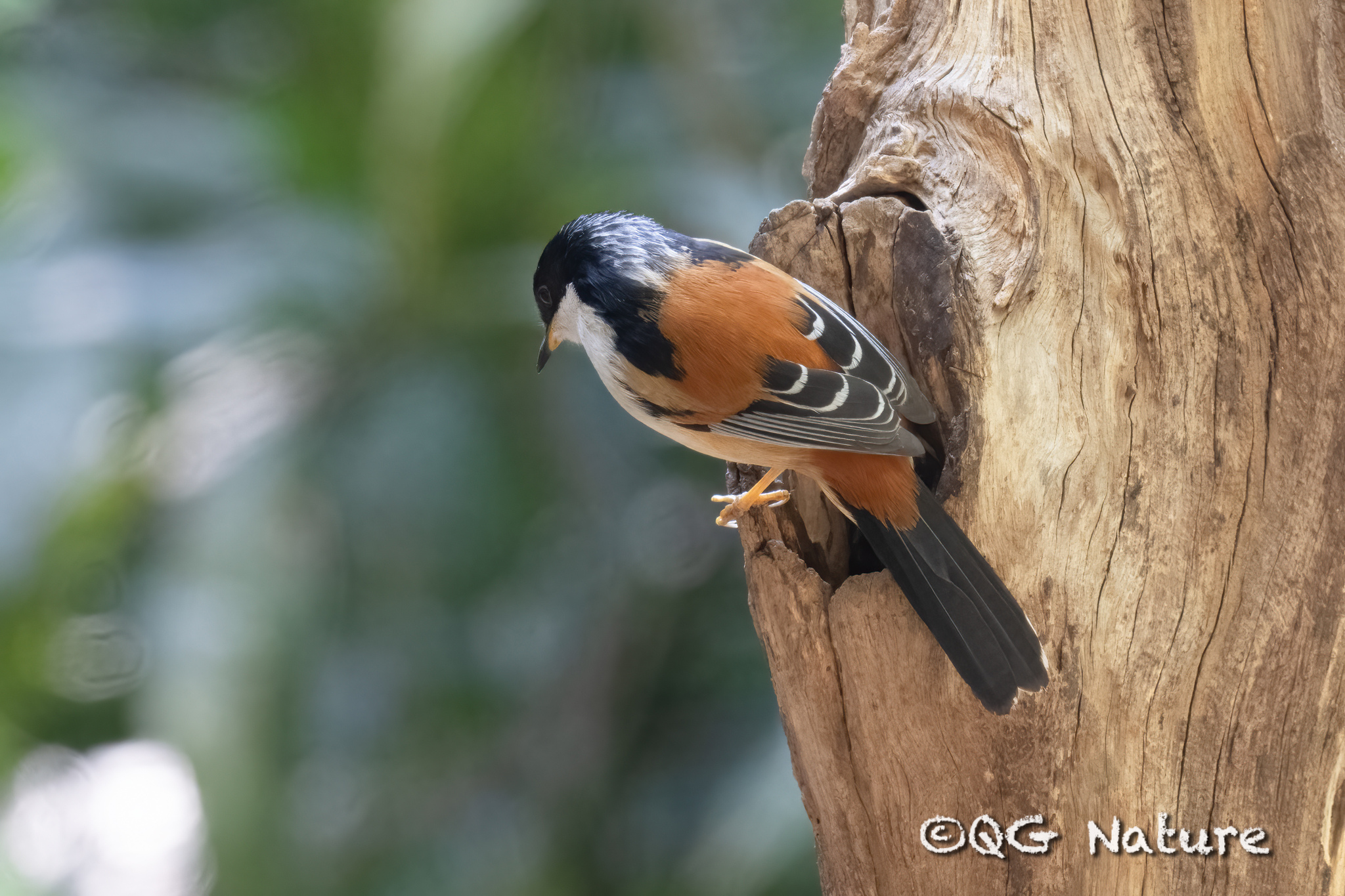 Rufous-backed Sibia