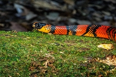 Lampropeltis abnorma