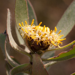 Leucadendron glaberrimum glaberrimum