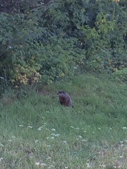 Marmota monax