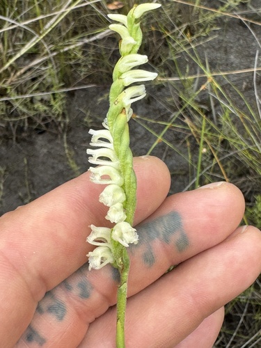 Lace-lipped Ladies' Tresses (Spiranthes laciniata)