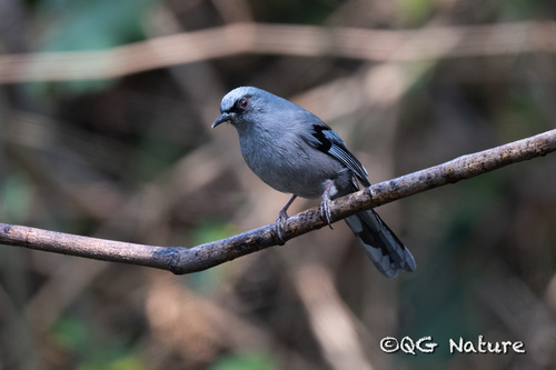 Beautiful Sibia (Heterophasia pulchella), photo 6