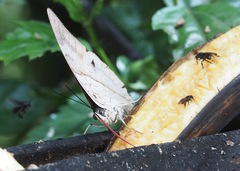Archaeoprepona amphimachus