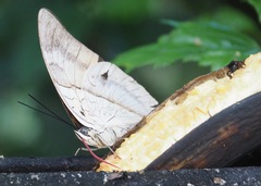 Archaeoprepona amphimachus