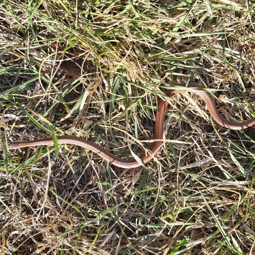 Red-bellied Snake