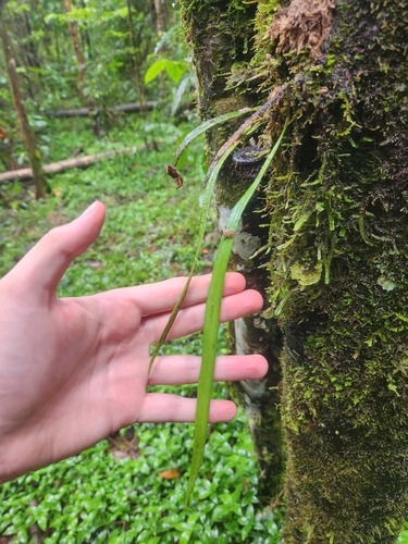 Ananthacorus angustifolius observed 2025-05-30
