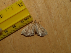 Eulithis gracilineata