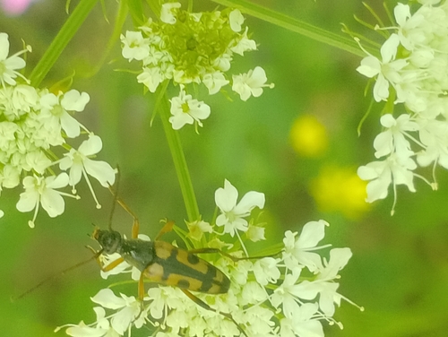 Spotted Longhorn Beetle