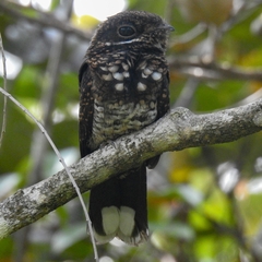 Bonaparte's Nightjar photo 2