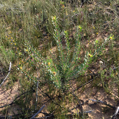 Leucadendron glaberrimum glaberrimum
