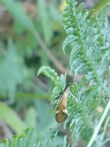 Alabonia staintoniella