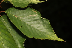 Cerasus